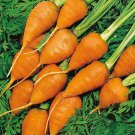 Royal Chantenay Carrot Improved Main Season