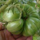 Aunt Rubys German Green Tomato Seeds Grown To Organic Standards