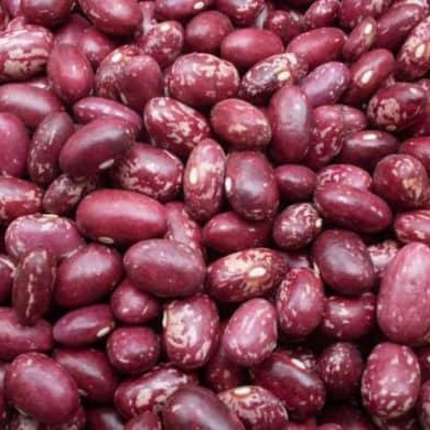 Early Warwick Dry Bush Bean Seeds Grown To Organic Standards English