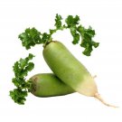 Green Meat Winter Radish Seeds Seeds 100 Seeds Naturally Grown