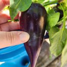 Sirenevyi Sweet Pepper Seeds Vegetable Seeds Seed Packets Violetpurple