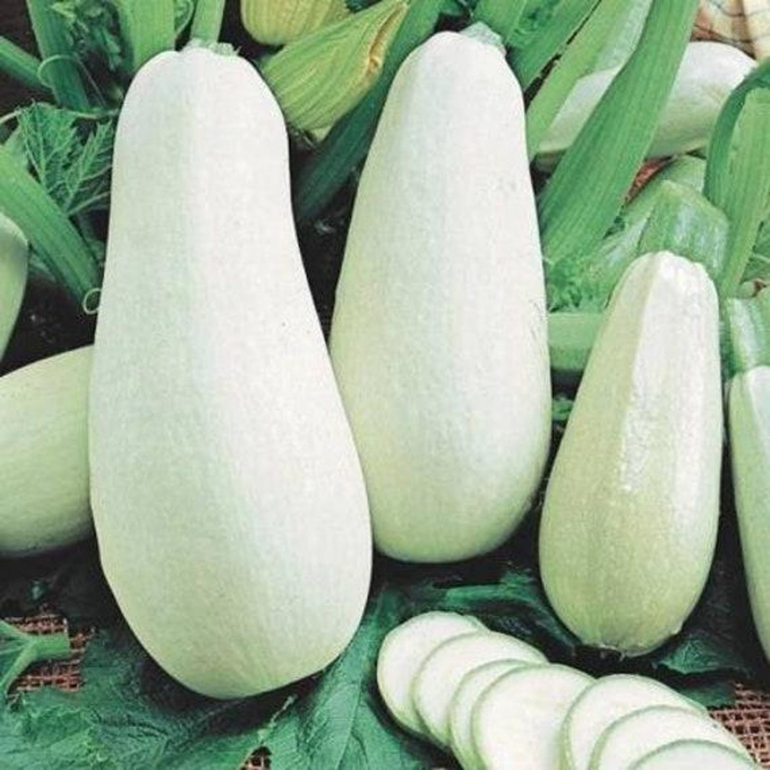 Lebanese White Bush Summer Squash Seeds Vegetable Seeds Aka Kouza Seed Packets