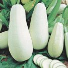 Lebanese White Bush Summer Squash Seeds Vegetable Seeds Aka Kouza Seed Packets