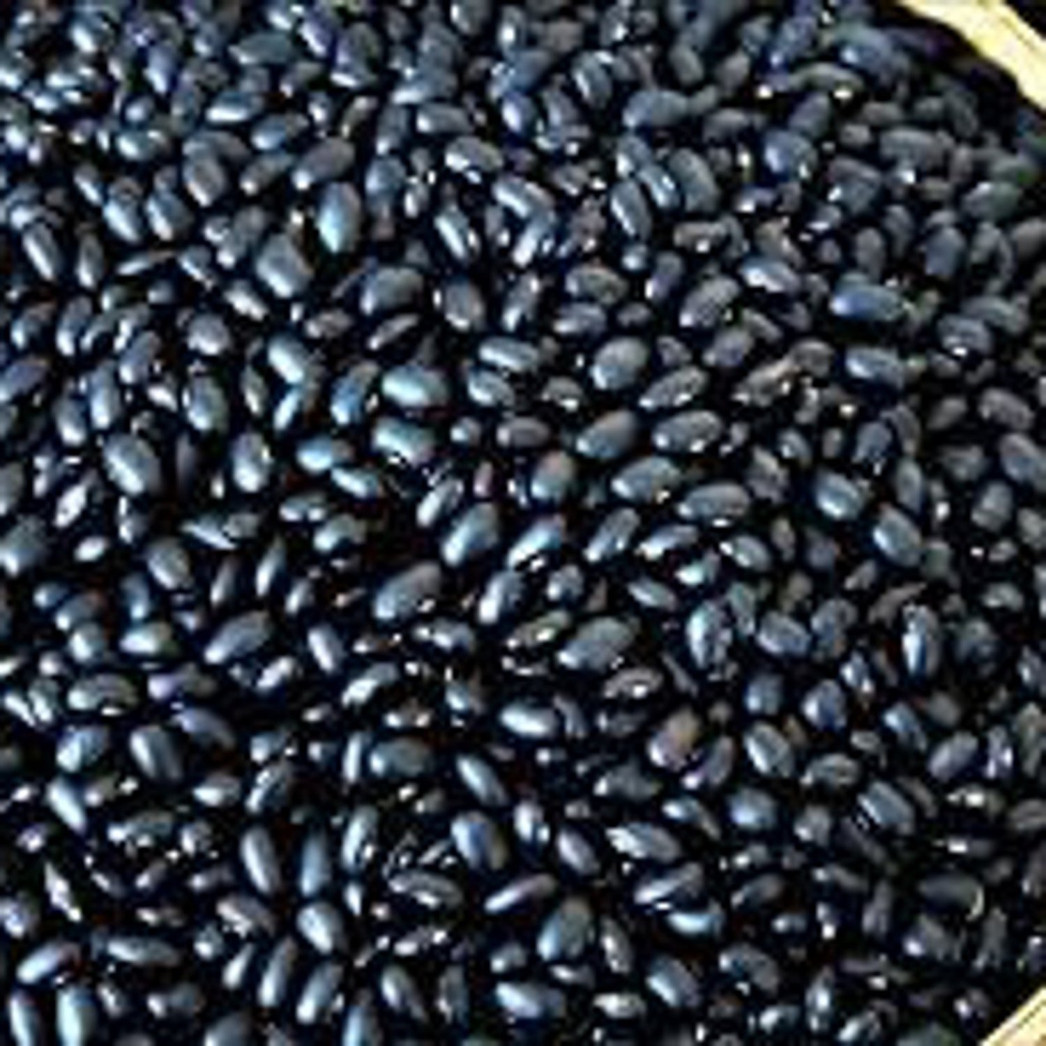 Black Coco Dry Bush Bean Seeds Grown To Organic Standards Rare Dry Soup Bean Seed