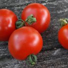 Quedlinburger Fruehe Liebe Cherry Tomato Aka Early Love Of Qued Linburg German Seeds Early