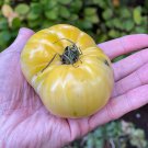 White Tomesol Tomato Great Tasting Seeds Grown To Organic Standards