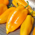 Marconi Golden Italian Sweet Pepper Italian Seed Naturally Grown Italian Sweet Pepper