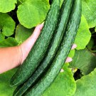 Japanese Climbing Cucumber Seeds Vegetable Seeds Seed Packet Japanese