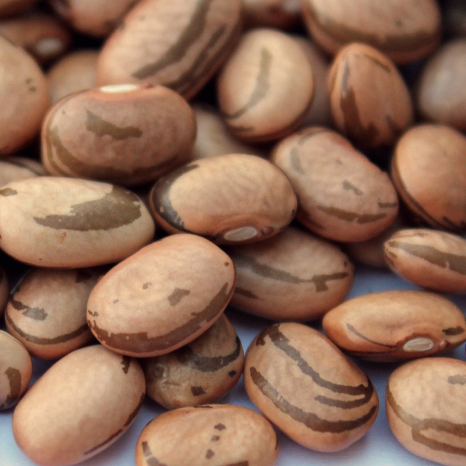 Eye Of The Goat Pole Bean Aka Ojo De La Cabra Tarahumara Seeds Organic Standards