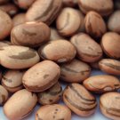 Eye Of The Goat Pole Bean Aka Ojo De La Cabra Tarahumara Seeds Organic Standards