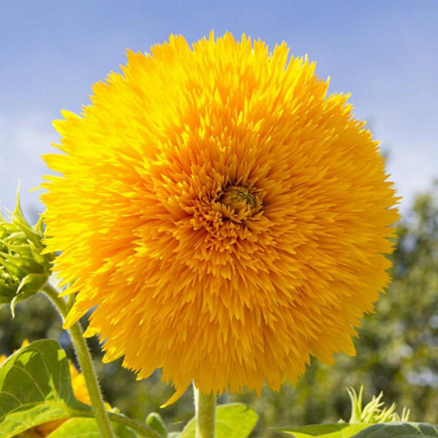 Teddy Bear Dwarf Sunflower Flower Seeds Vegetable Seeds Sunflower Seed Packets