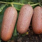 Poona Kheera Slicing Cucumber 20 Vegetable Seeds Organic Rare Indian