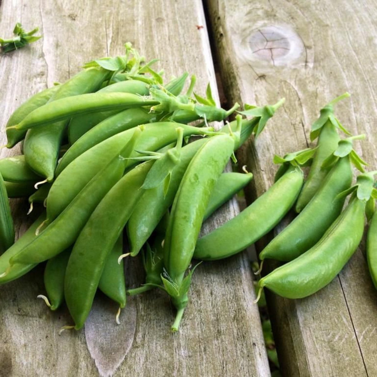 Cascadia Snap Pea Seeds Early Heavy Yields Delicious