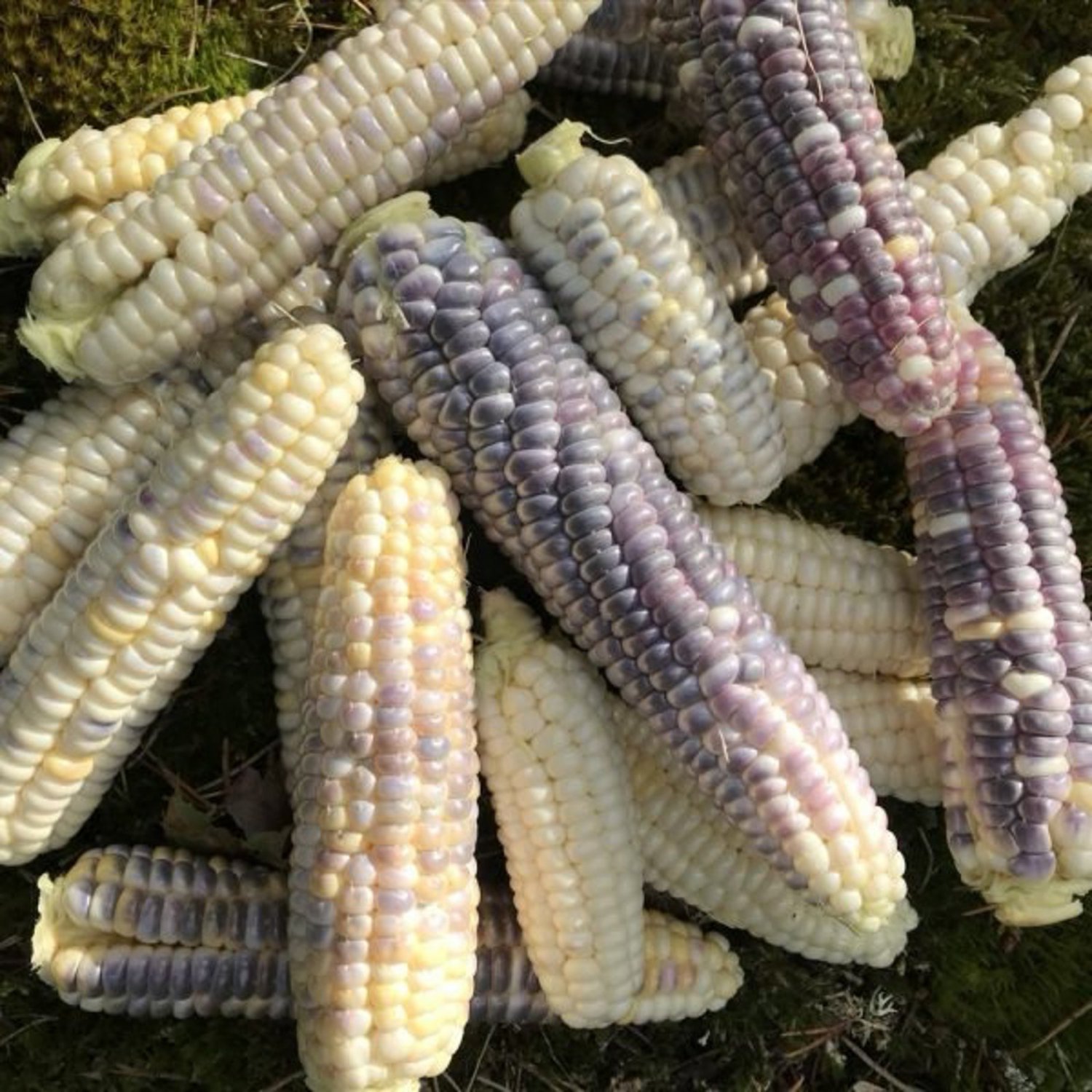 Hookers Sweet Indian Sweet Flour Corn Seeds Seeds Washington