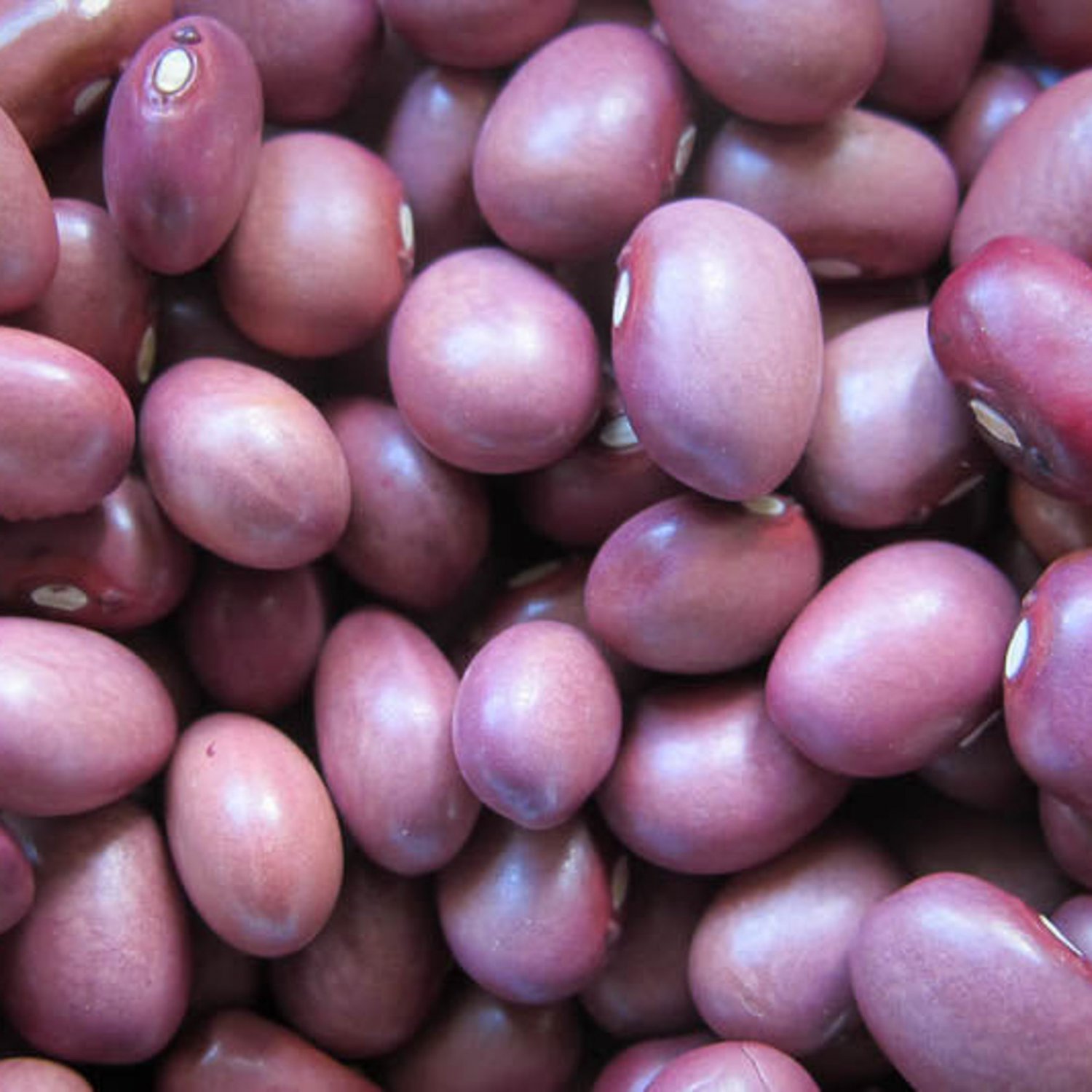Lila Bush Dry Bean Central American Aka Frijole Apetito Pale Purple Bean Seeds Grown To Organic Stan