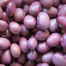 Lila Bush Dry Bean Central American Aka Frijole Apetito Pale Purple Bean Seeds Grown To Organic Stan