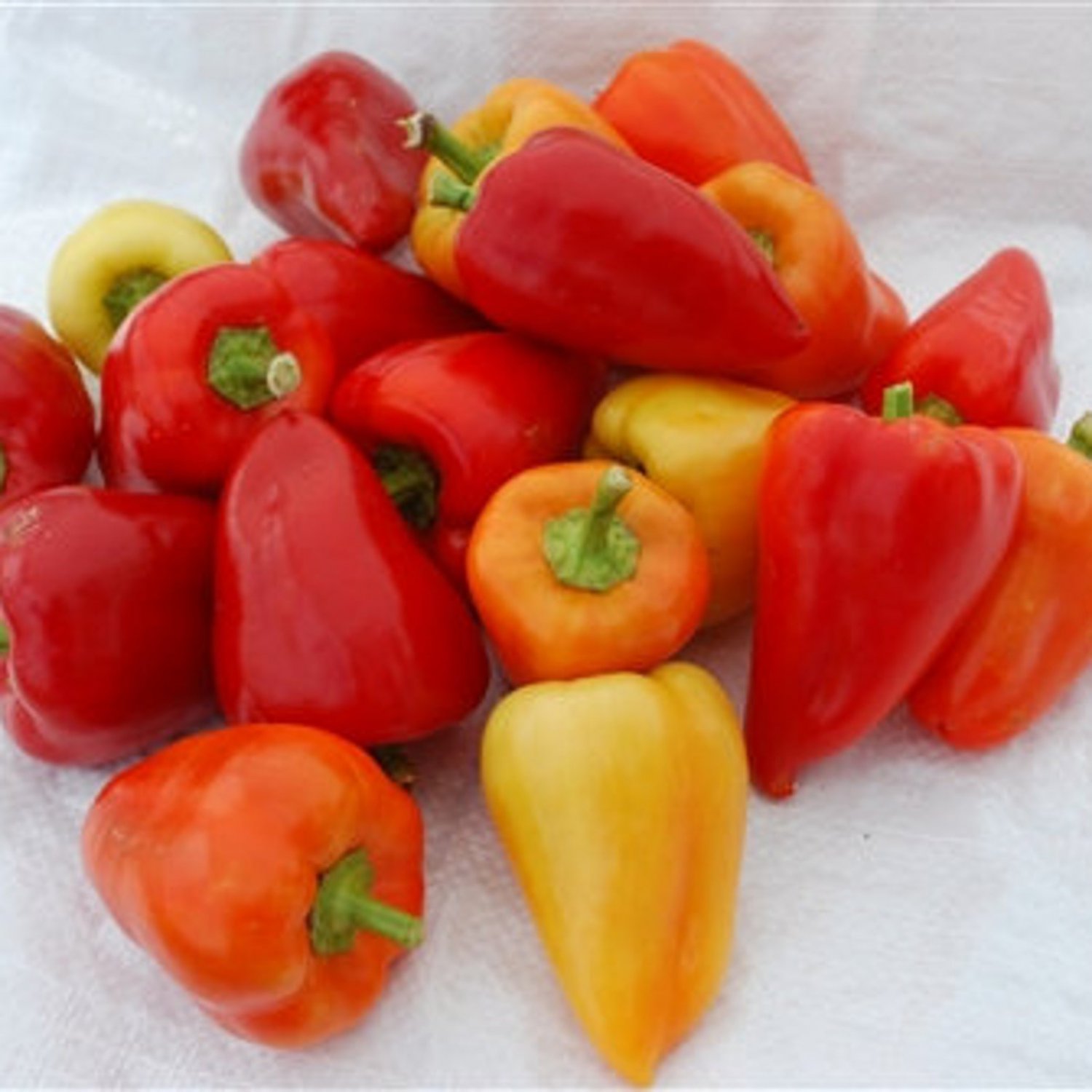 Red Belgian Sweet Pepper