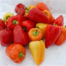 Red Belgian Sweet Pepper