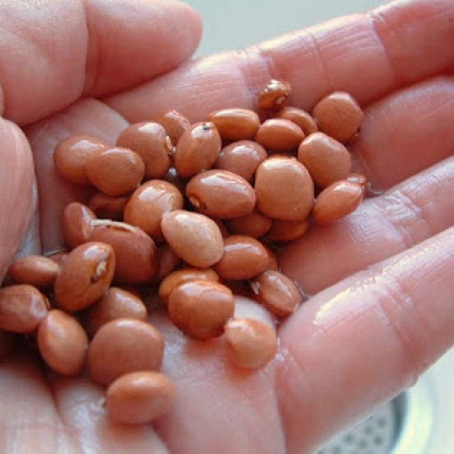 Santa Maria Pinquitos Bush Bean Rare Hard To Find California Seeds Grown To Organic Standards