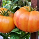 Dwarf Confetti Dwarf Tomato 20 Seeds Vegetable Seeds Seed Packets