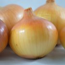 Yellow Of Parma Onion Italian Seeds Vegetable Seeds Seed Packets Hard To Find