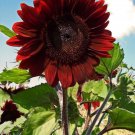 Velvet Queen Sunflower Flower Seeds Vegetable Seeds Seed Packets