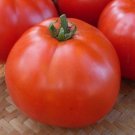 Manitoba Tomato Seeds Vegetable Seeds Seed Packets Extra Early