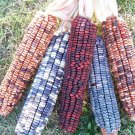 Kentucky Rainbow Dent Corn Seeds Vegetable Seeds Seed Packets Grind Your Own