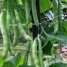 Nt Non Tough Half Runner Beans Seeds Vegetable Seeds Seed Packets Rare Seed