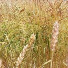 White Sonora Wheat Grain Seeds Seed Packet 550 Seed Starter Pack Grow Your Own Flour