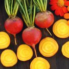Touchstone Gold Beets Seeds Vegetable Seeds Seed Packets Organically Grown
