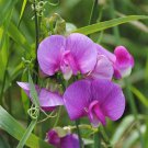 Magnolia Blossom Snap Pea Seeds Vegetable Seeds Seed Packets Beautiful Blooms