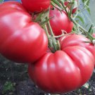 Crnkovic Yugoslavian Beefsteak Tomato Seeds Vegetable Seeds Seed Packets