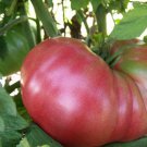 Dester Tomato Seeds Vegetable Seeds Seed Packets