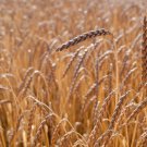 Spelt Organic Grain Seeds Dinkel 350 Seed Starter Pack Cereal & Flour Graingrow Your Own Flour Conta