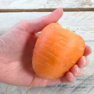 Oxheart Carrot French Seeds Rare Hard To Find Vegetable Seeds Seeds