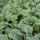 Madeley English Kale Seeds Vegetable Seeds Seeds
