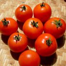 Gundula Dwarf Tomato 20 Seeds Vegetable Seeds Seed Packets Patio Pot Growing