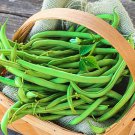 Early Contender Bush Bean Seeds Vegetable Seeds Seed Packets