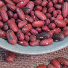 Rosso Di Lucca Bush Dry Bean Italian Seeds Grown To Organic Standards