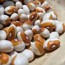 Maine Yellow Eye Bush Bean Seeds Vegetable Seeds Seed Packets # 1 Baked Beans