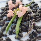 Sunset Runner Bean Seeds Vegetable Seeds Seed Packets Pollinator Attractor