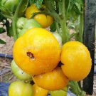Seans Yellow Dwarf Tomato Seeds Vegetable Seeds Dwarf Tomato Seed Packets