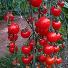 Sweet Apertif Cherry Tomato Seeds Vegetable Seeds Seed Packets Sweet Brix 13