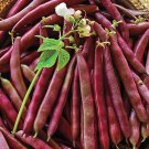 Red Swan Bush Snap Bean 30 Seeds Vegetable Seeds Seed Packets