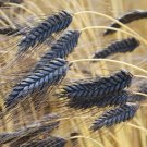 Black Hulless Barley Grains 300 Seeds Striking Ornamental Display Seed Starter Pack Cereal & Flour G