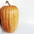 Dickinson Pumpkin 10 Pumpkin Squash Seeds Discover The Secret Behind Libbys Pumpkin Perfect For Pies