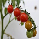 Tommy Toe Cherry Tomato Seeds Vegetable Seeds Seed Packets Ozark