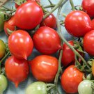 Dwarf Geranium Kiss Dwarf Tomato Seeds Container Patio Vegetable Seeds Seed Packets