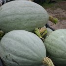 Hopi Pale Gray Winter Squash Seeds Vegetable Seeds Seed Packet Extremely Rare